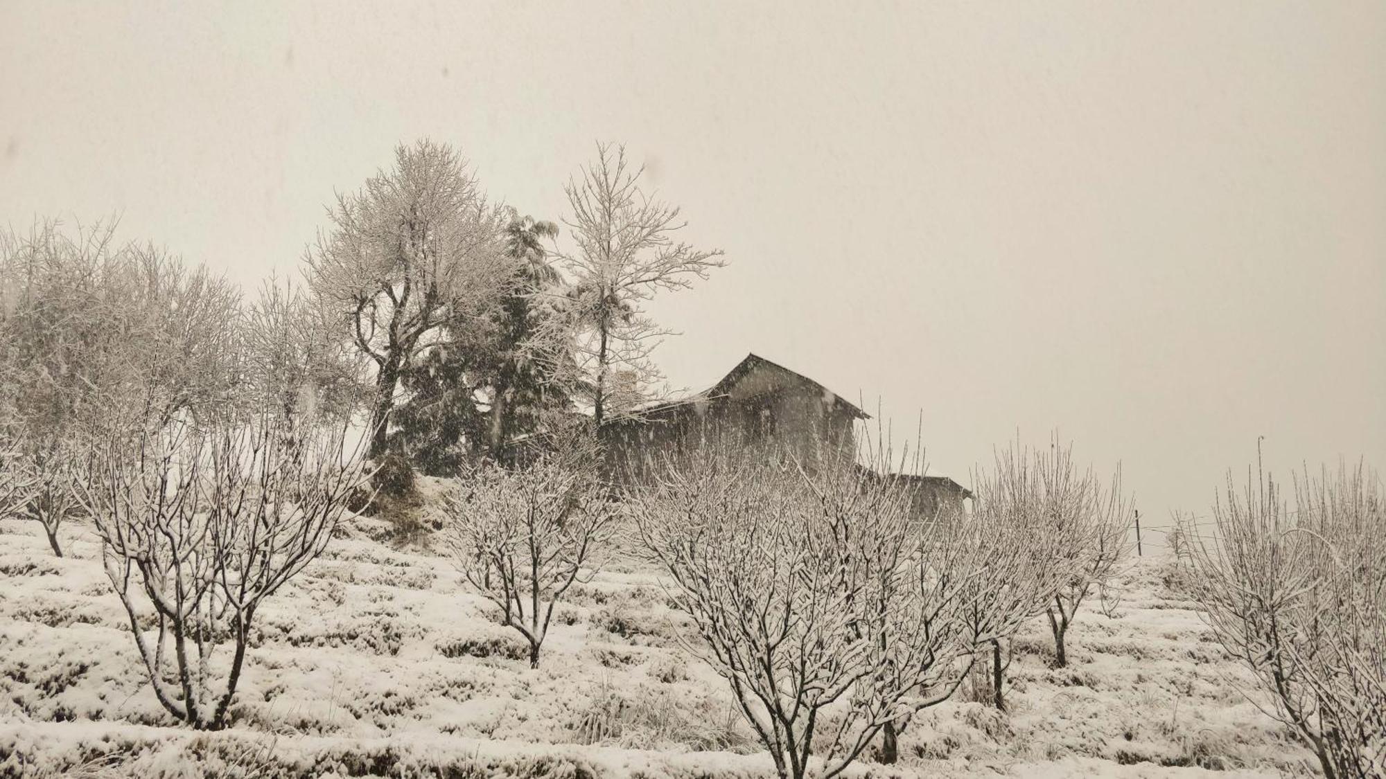 Black Bear Cottage Khajjiar מראה חיצוני תמונה